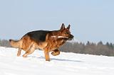 BERGER ALLEMAND 441